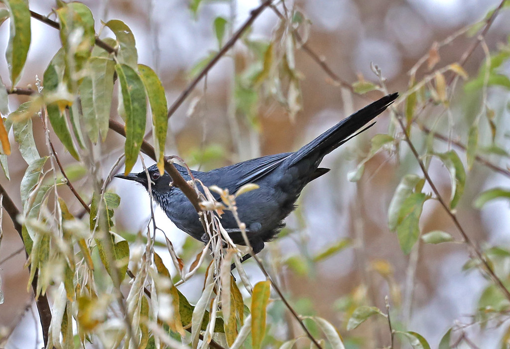 Blue Mockingbird reference