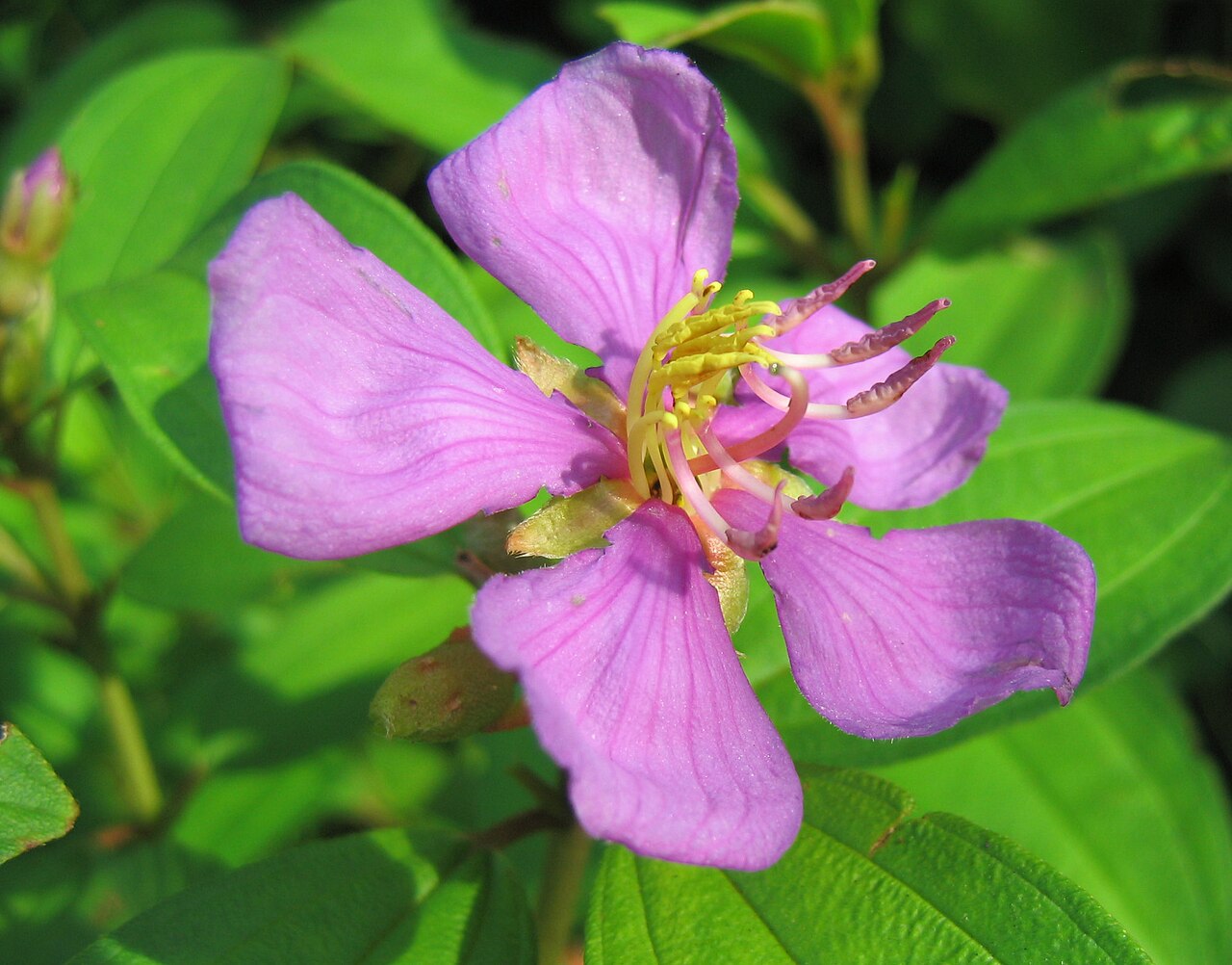 Malabar Melastome reference