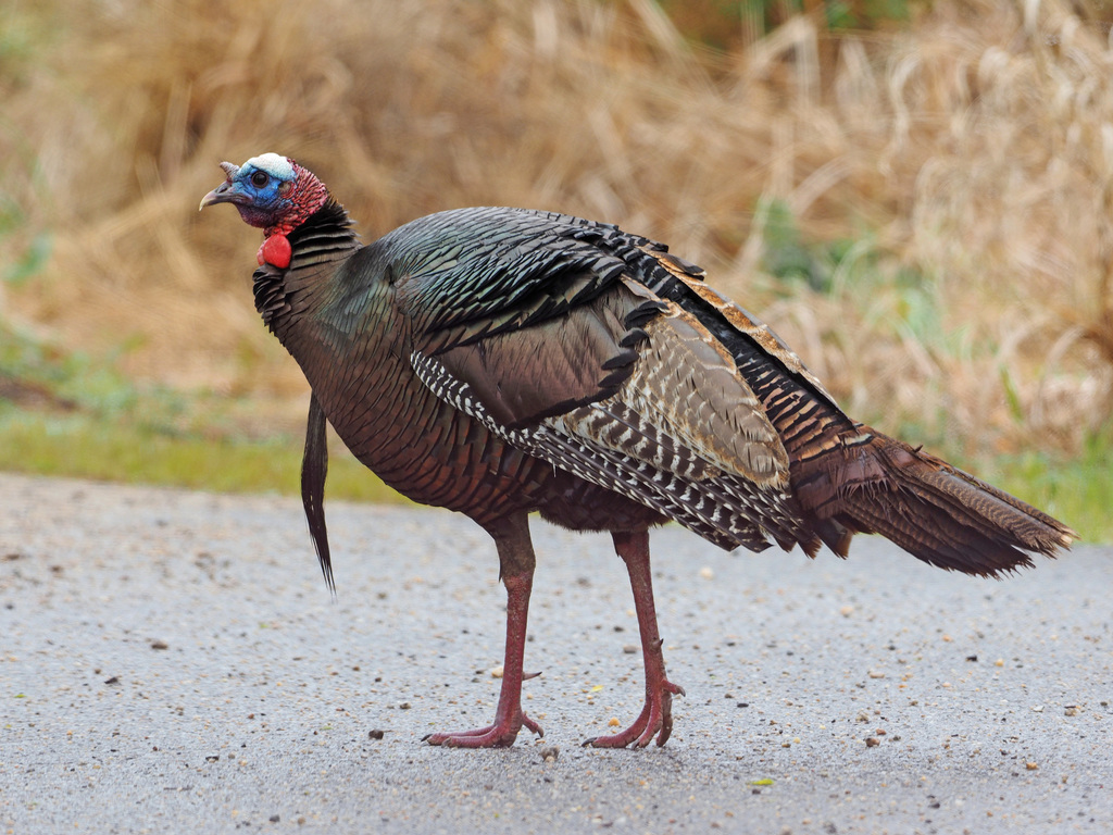Wild Turkey reference