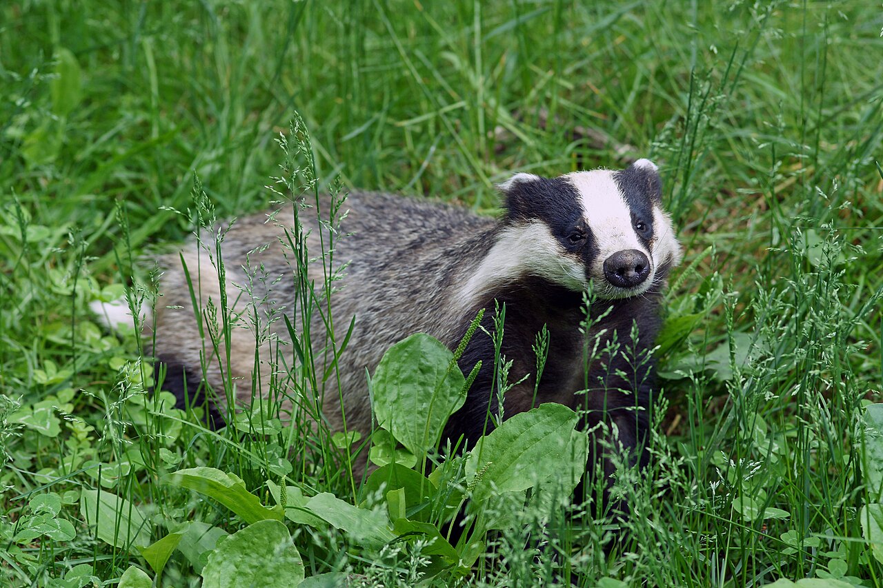 European Badger reference