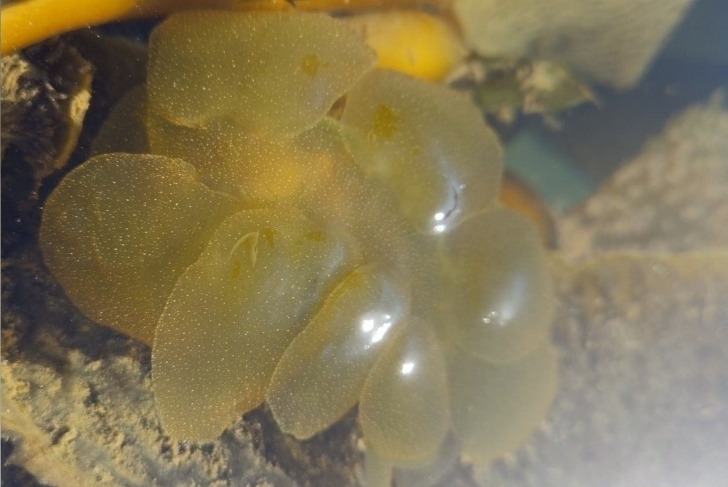 Hooded Nudibranch reference