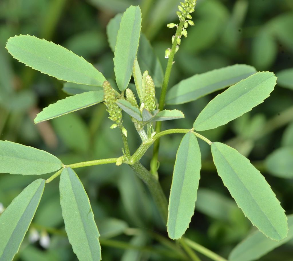 White Sweetclover reference