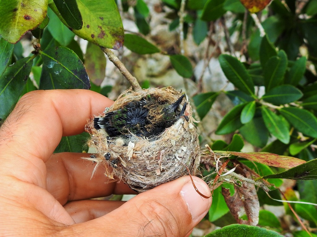 Bee Hummingbird reference