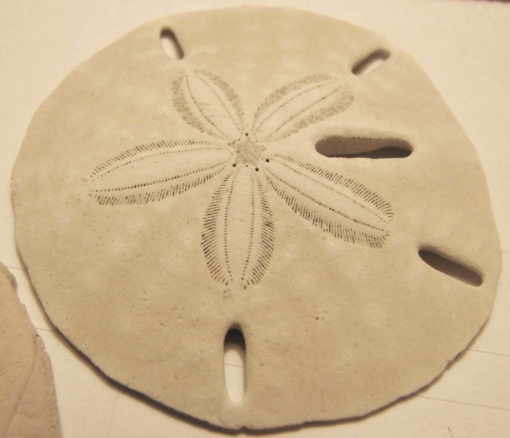 Five-slotted Sand Dollar reference
