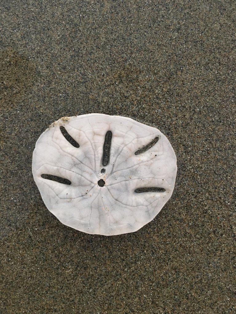 Keyhole Sand Dollar reference