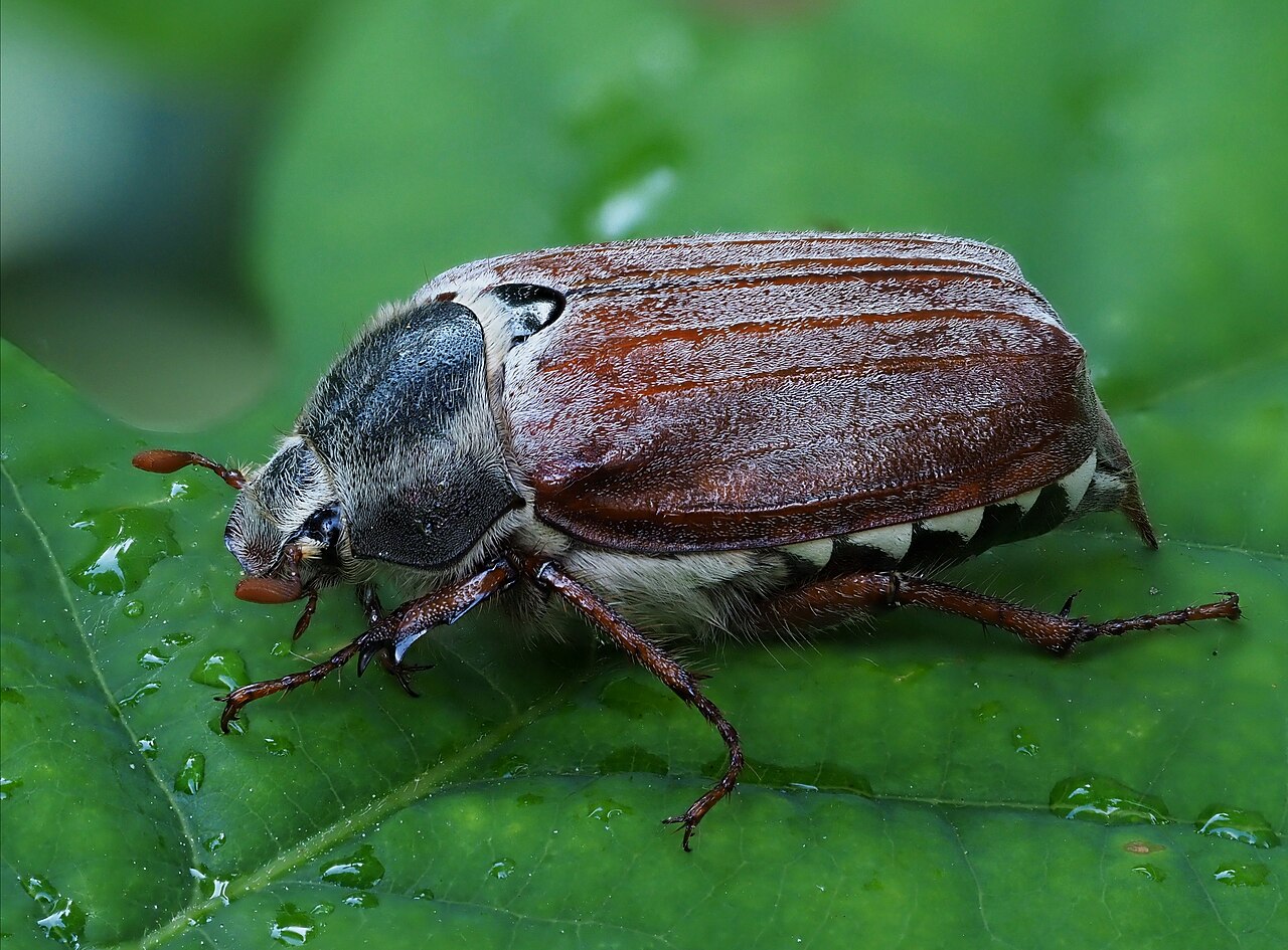 Common Cockchafer reference