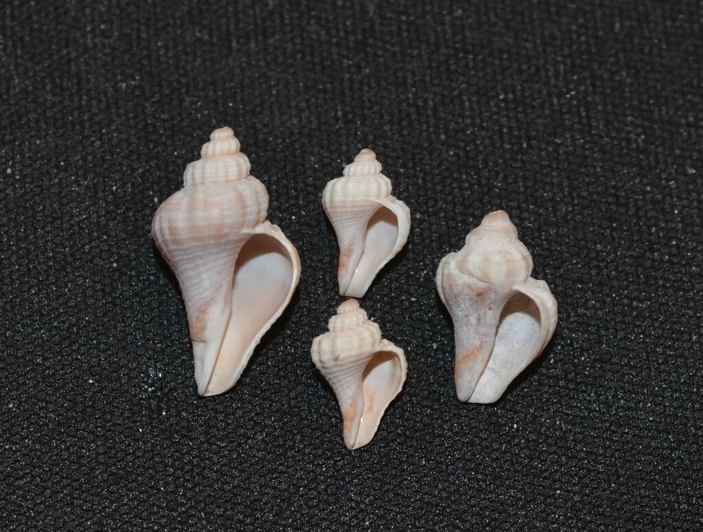American Crown Conch reference