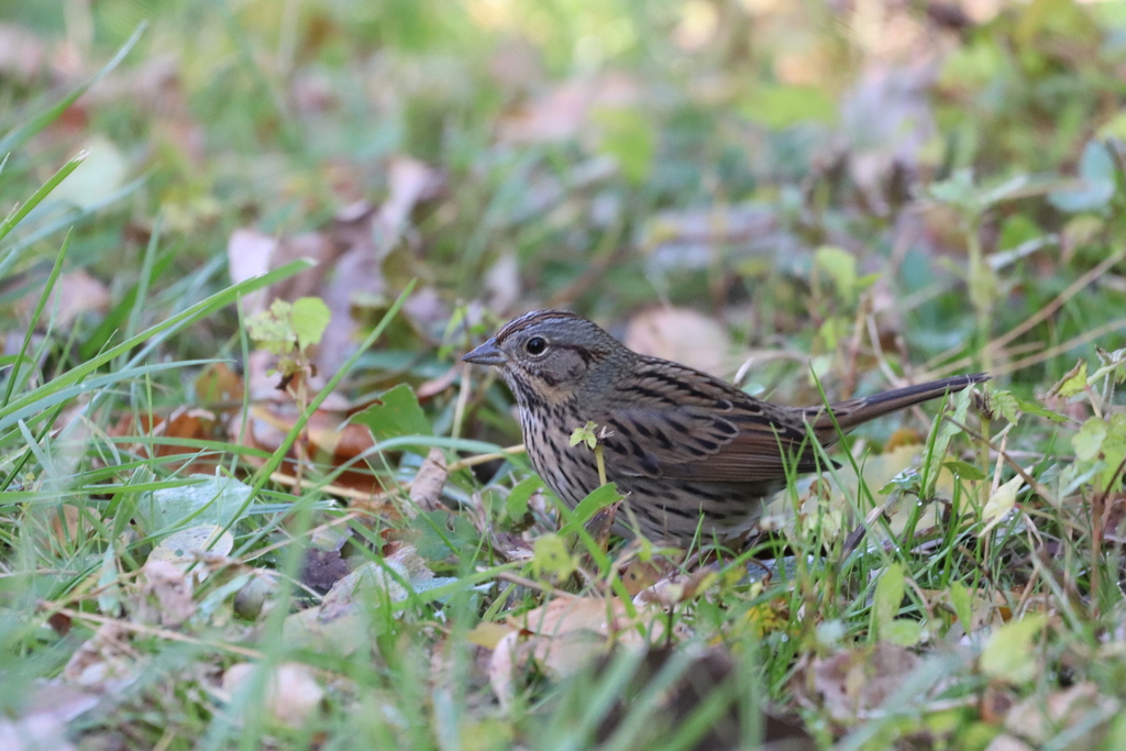 Lincoln's Sparrow reference