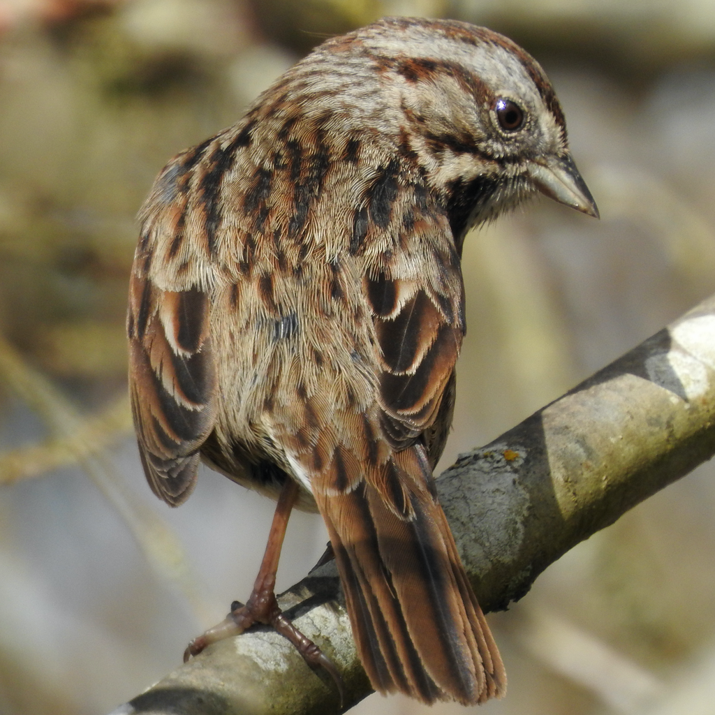 Song Sparrow reference