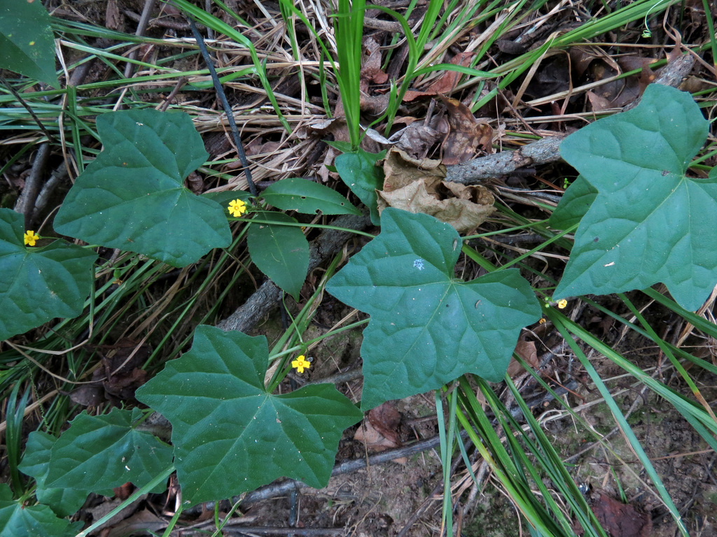 creeping cucumber reference