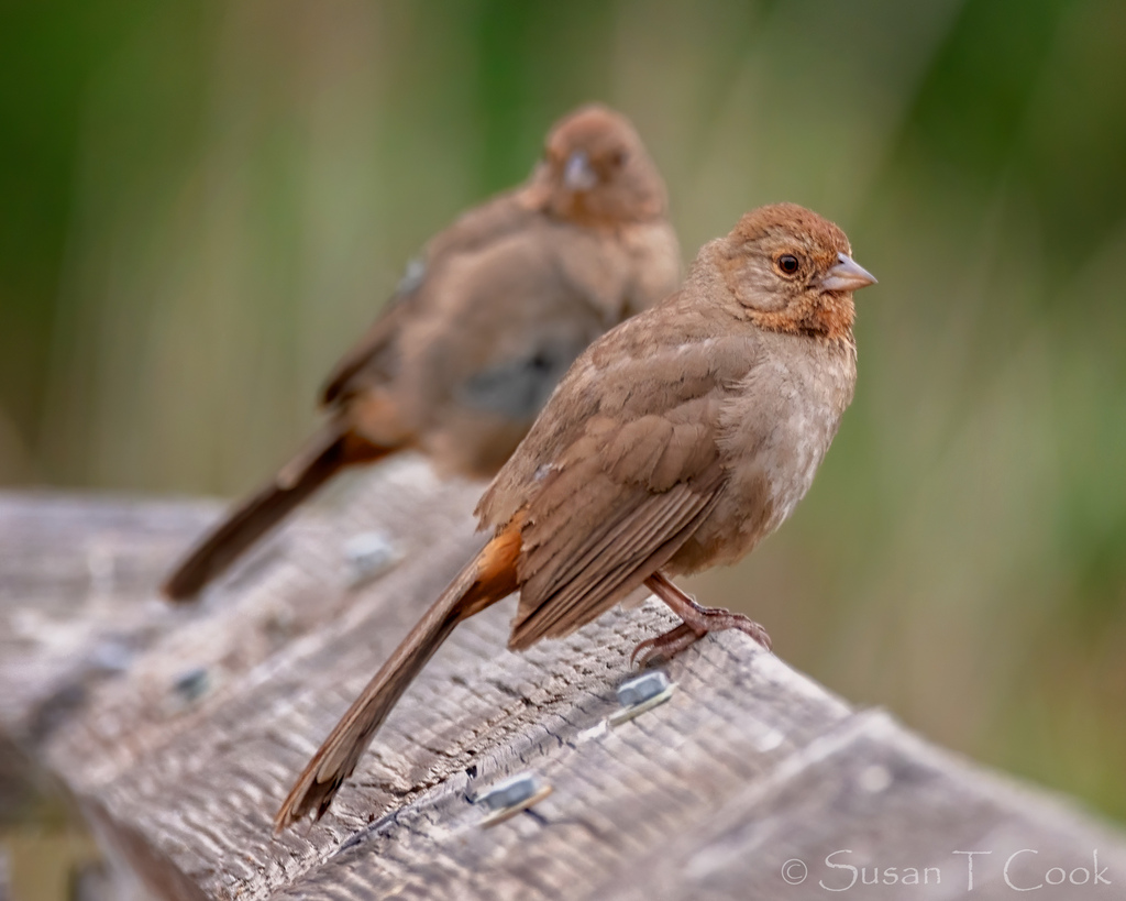 California Towhee reference