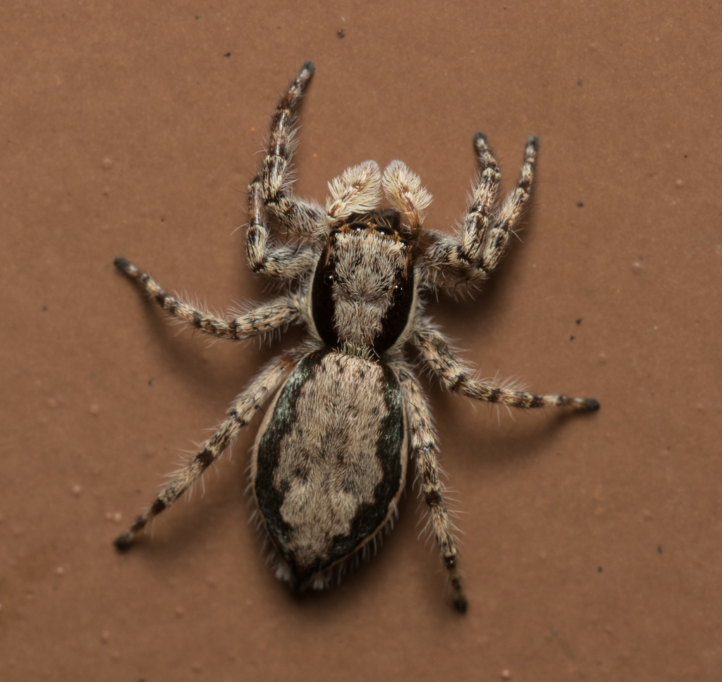 Gray Wall Jumping Spider reference