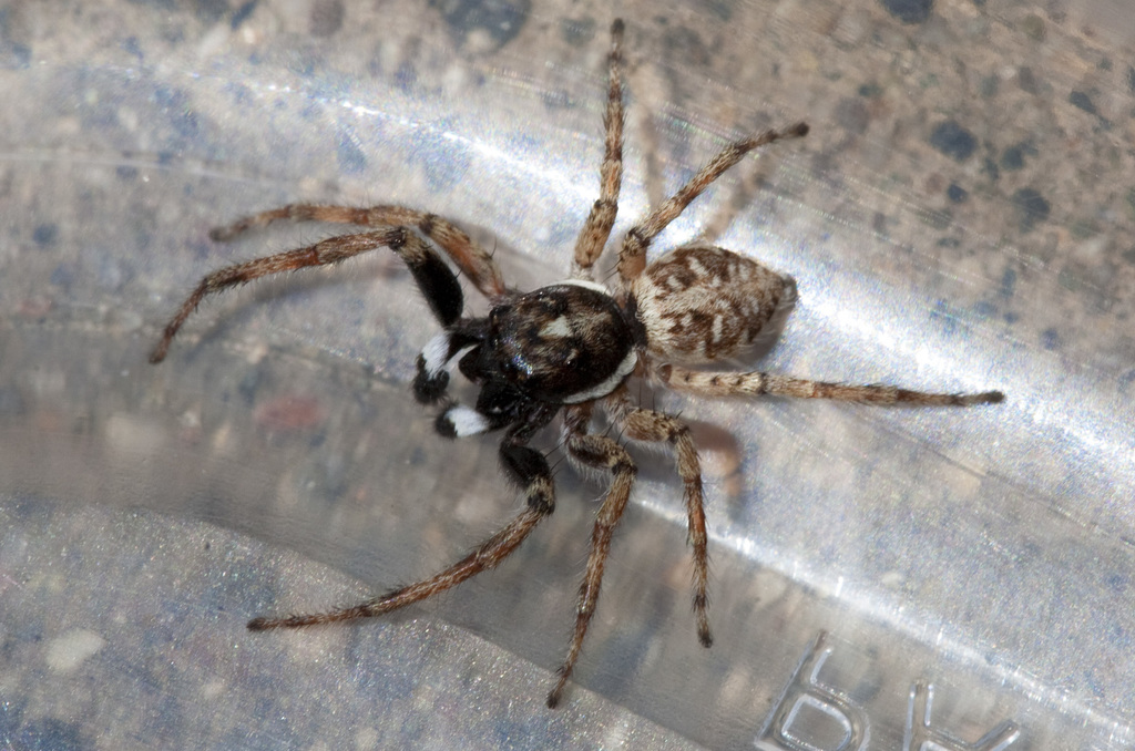 Half-edged Wall Jumping Spider reference