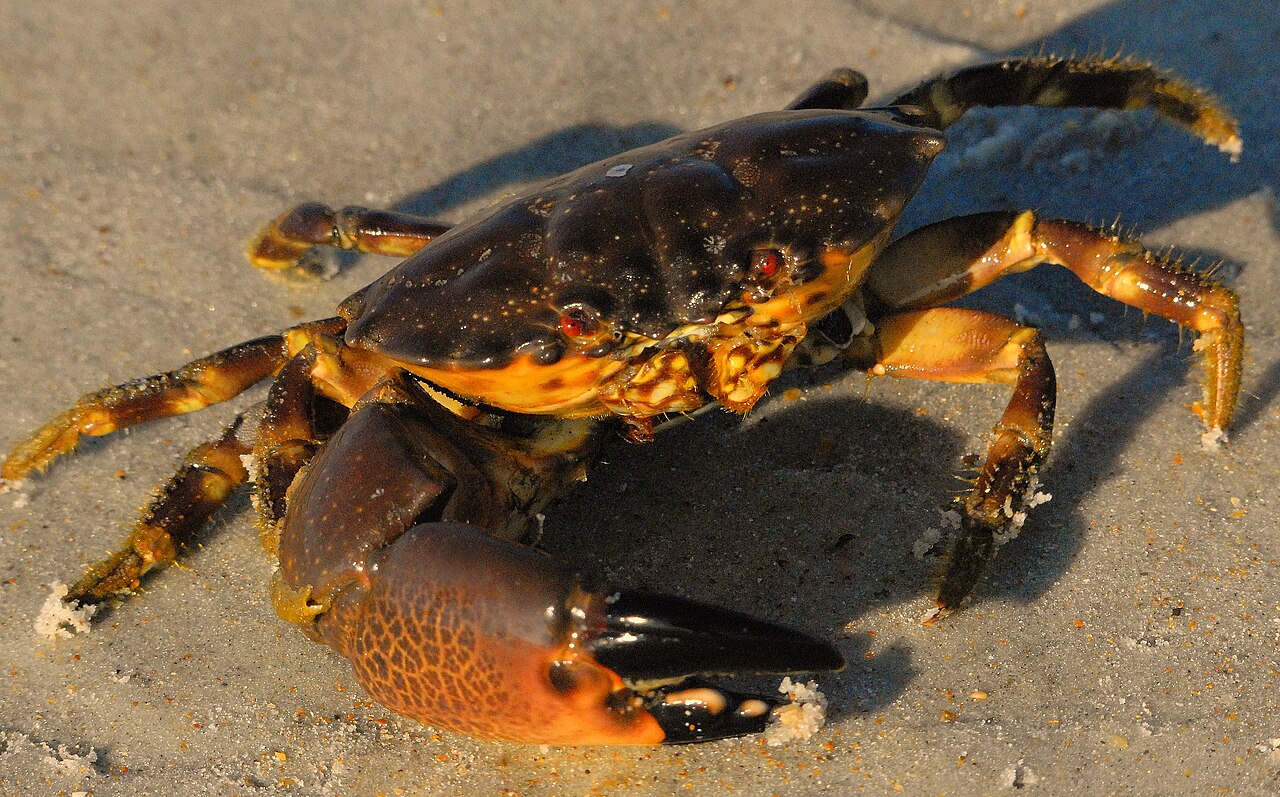 Stone Crab reference