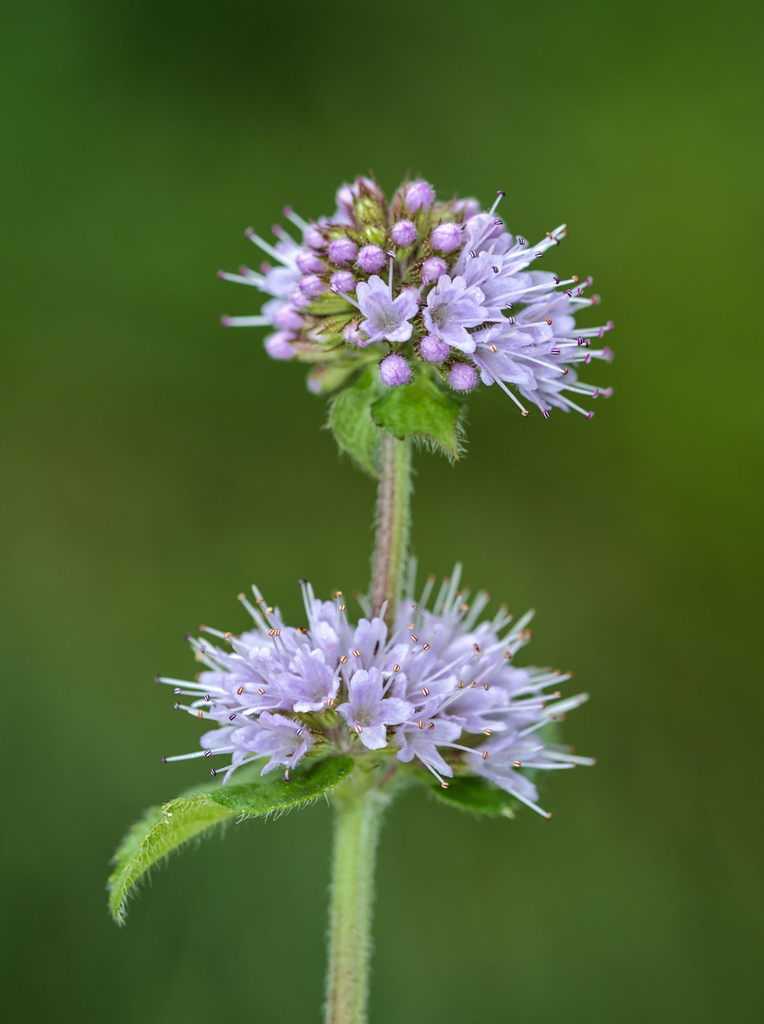 Watermint reference
