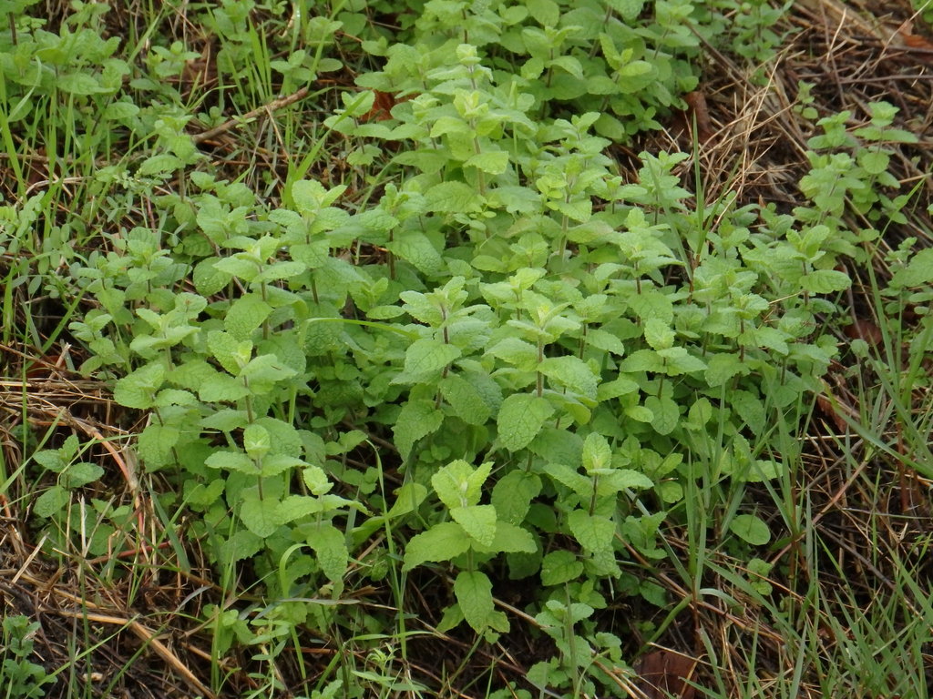Apple Mint reference