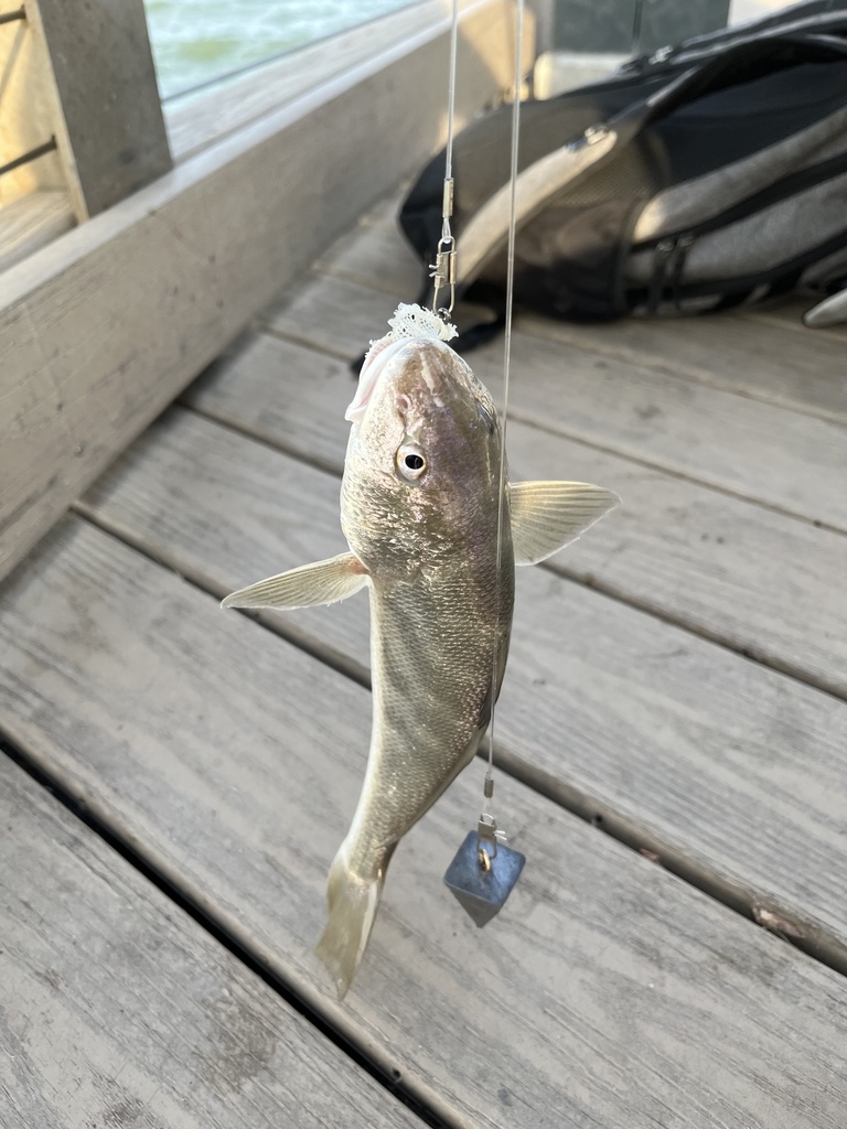 Southern Kingfish reference
