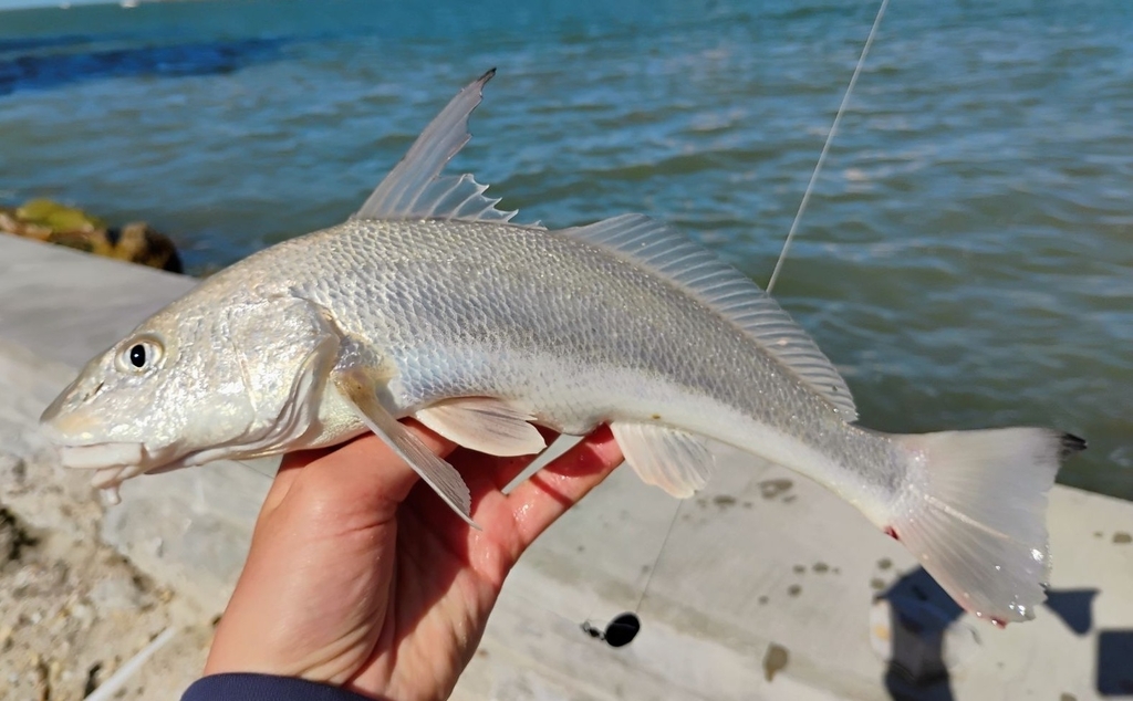 Gulf Kingcroaker reference