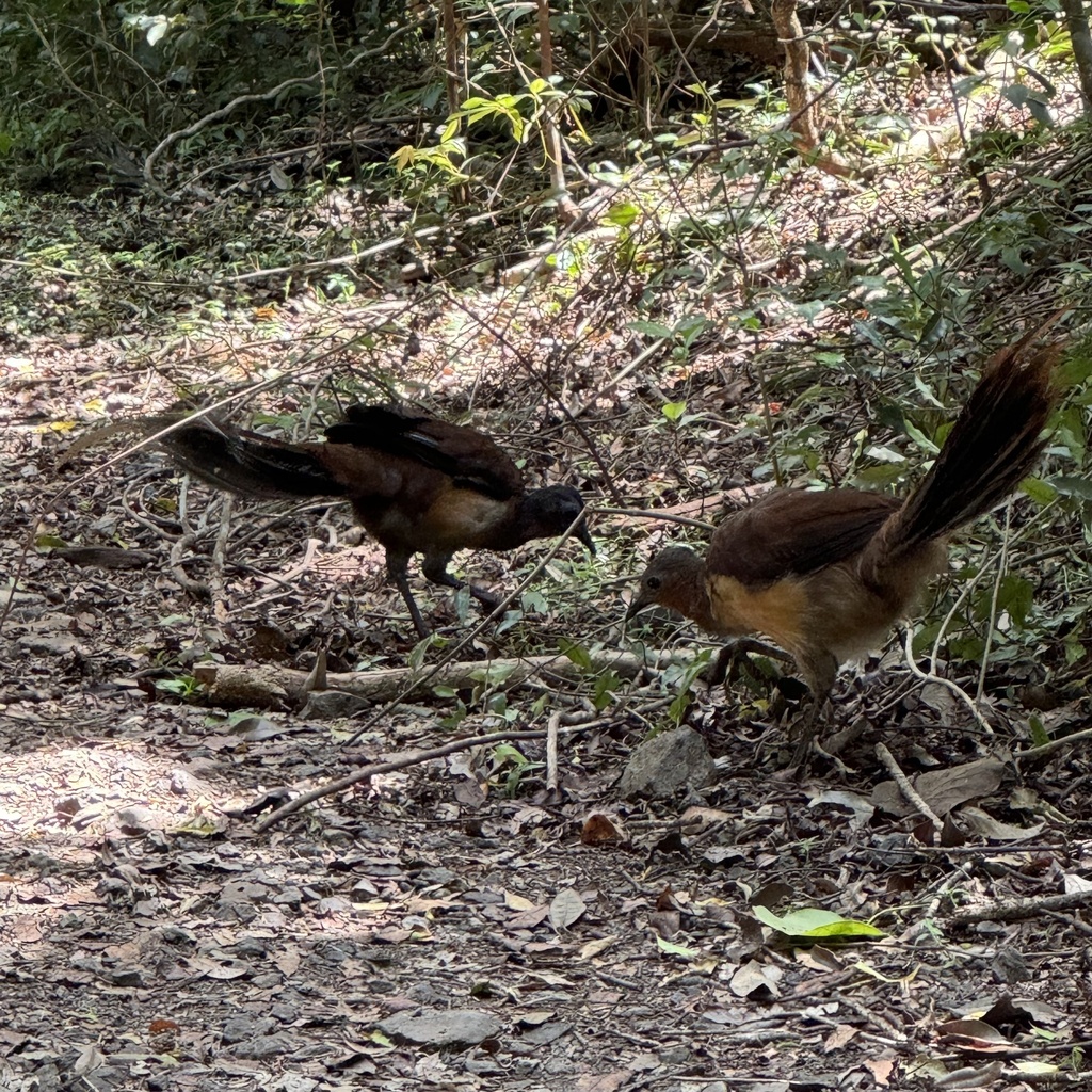 Albert's Lyrebird reference