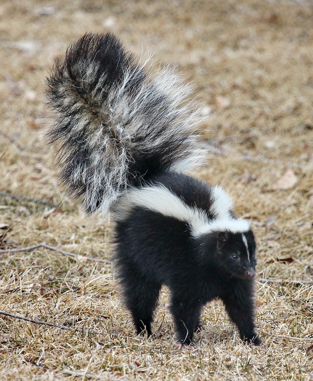 Striped Skunk reference