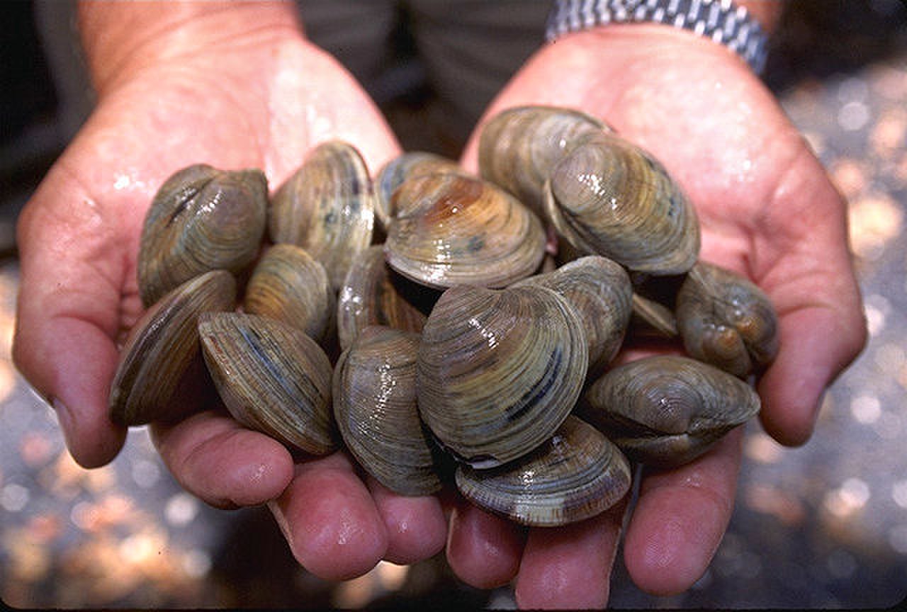 Northern Quahog reference