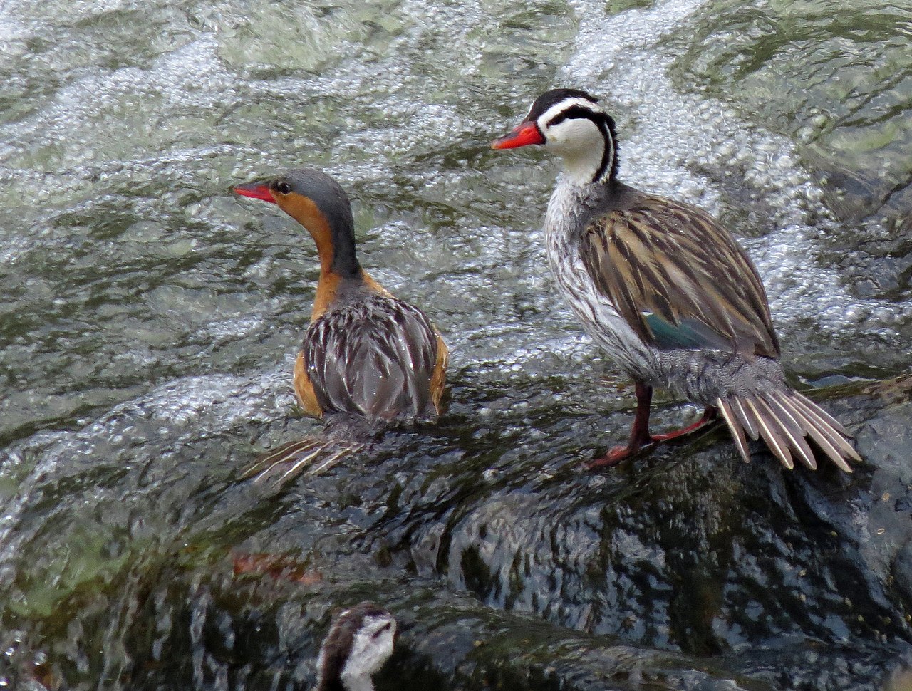Torrent Duck reference