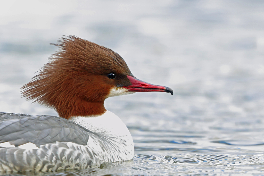 Common Merganser reference