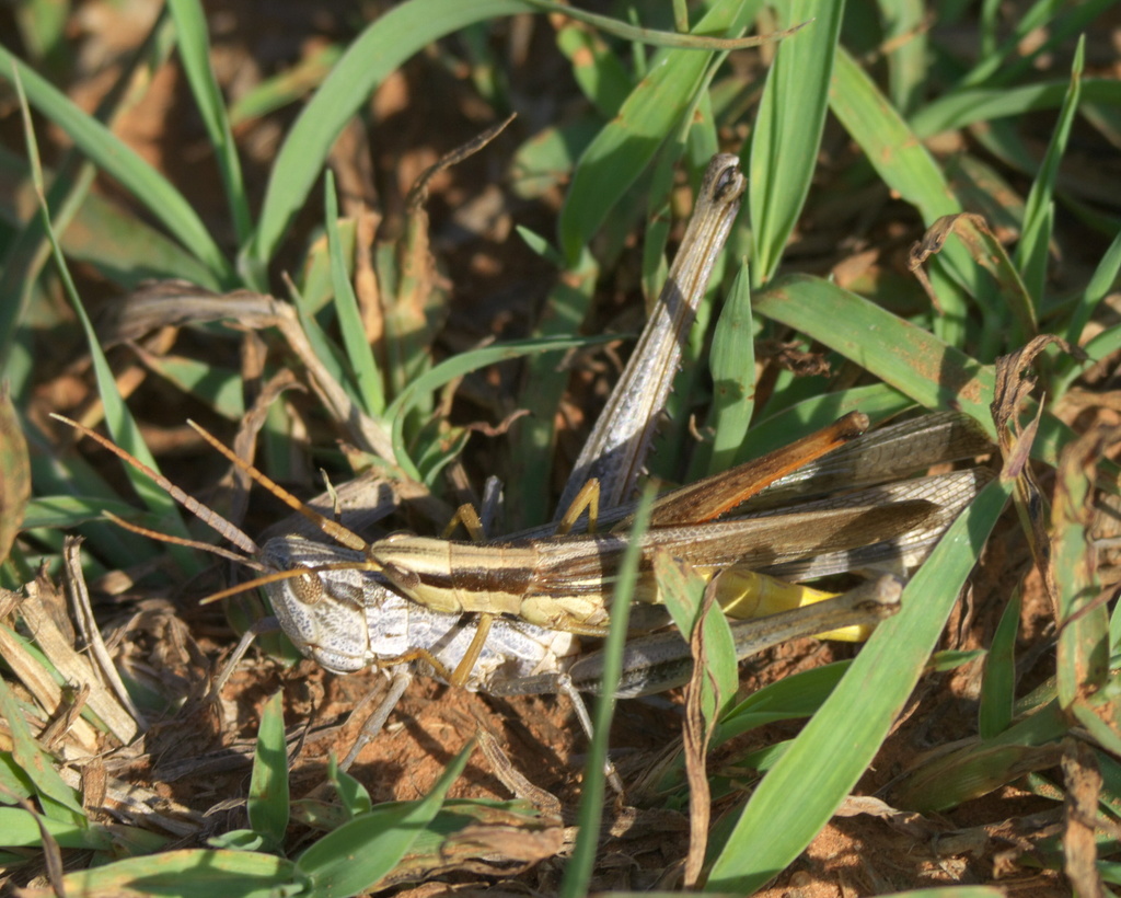 Two-striped Mermiria reference