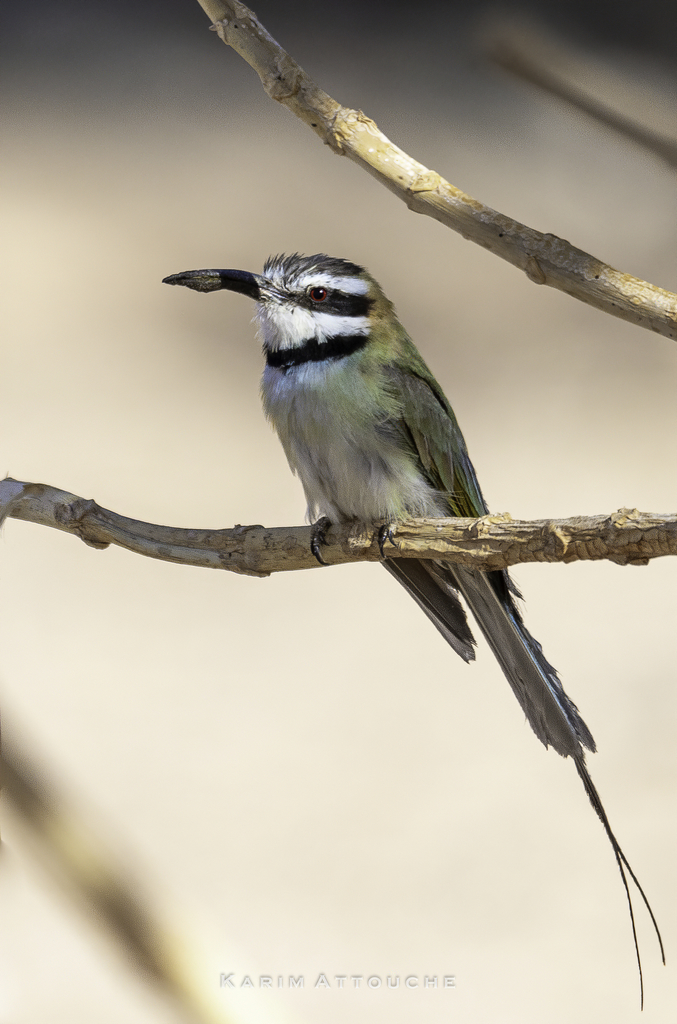 White-throated Bee-eater reference