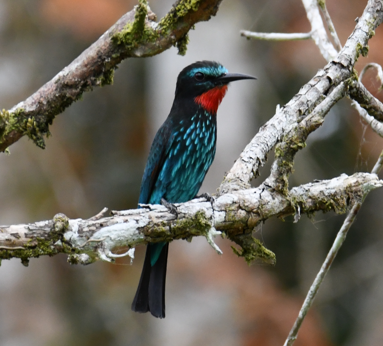 Black Bee-eater reference