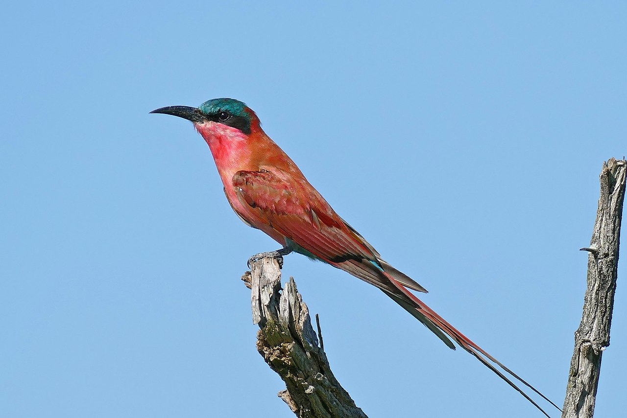 Southern Carmine Bee-eater reference