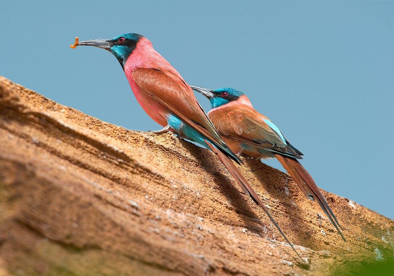 Northern Carmine Bee-eater reference