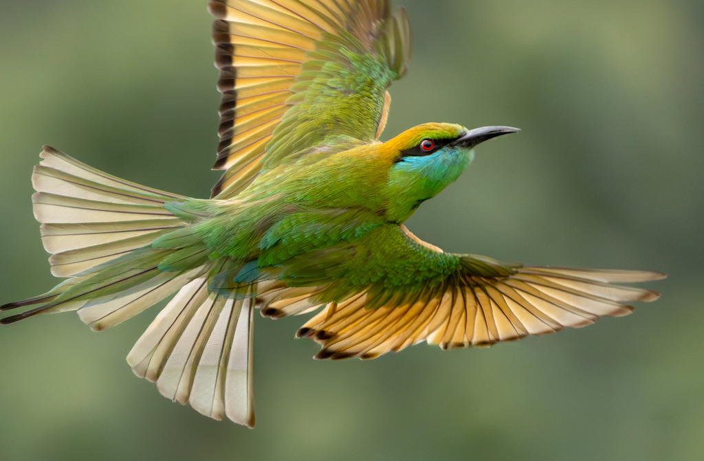 Green Bee-eater reference
