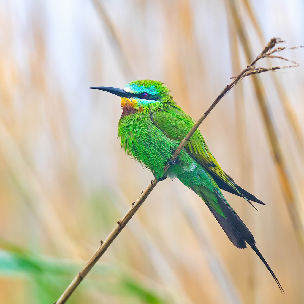 Blue-cheeked Bee-eater reference