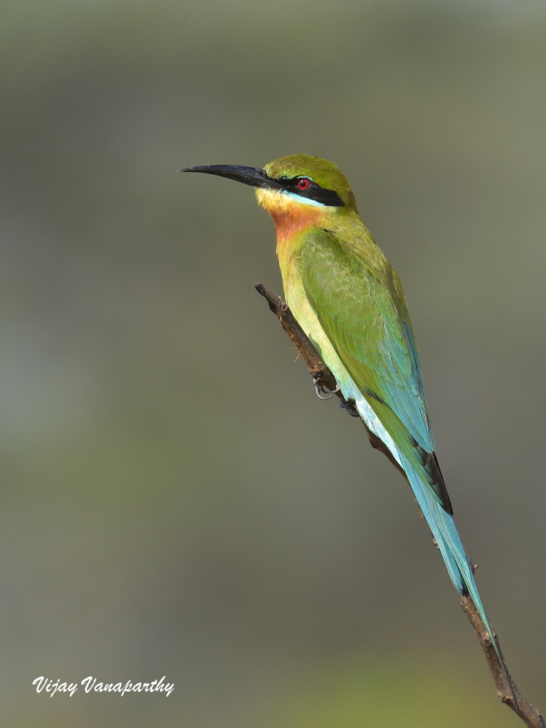 Blue-tailed Bee-eater reference