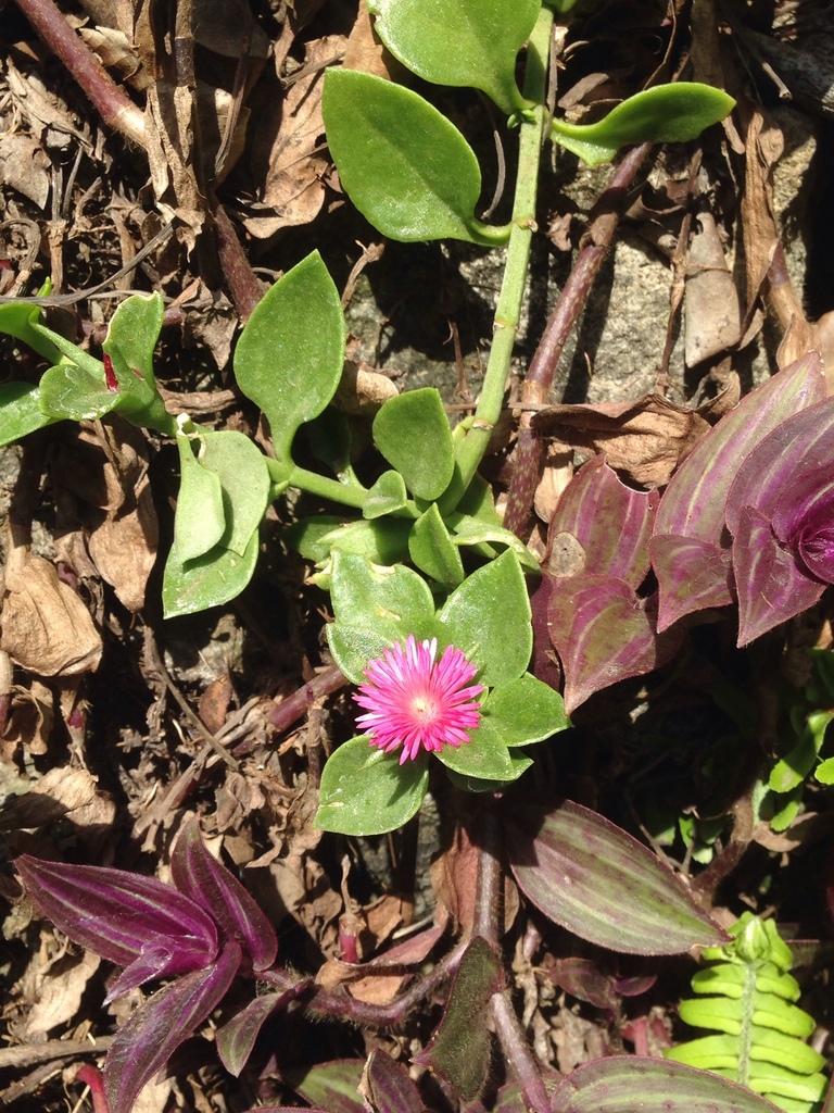 Heart-leaf Ice Plant reference