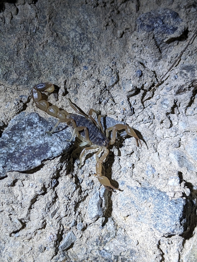 Lesser Asian Scorpion reference