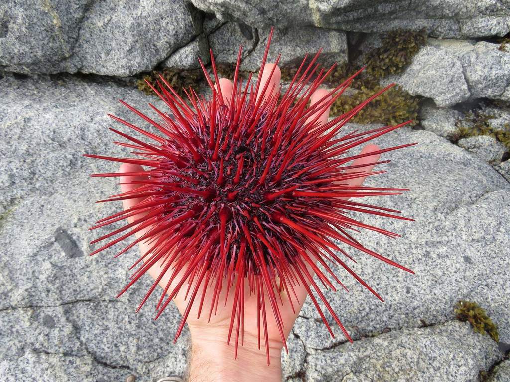 Red Sea Urchin reference