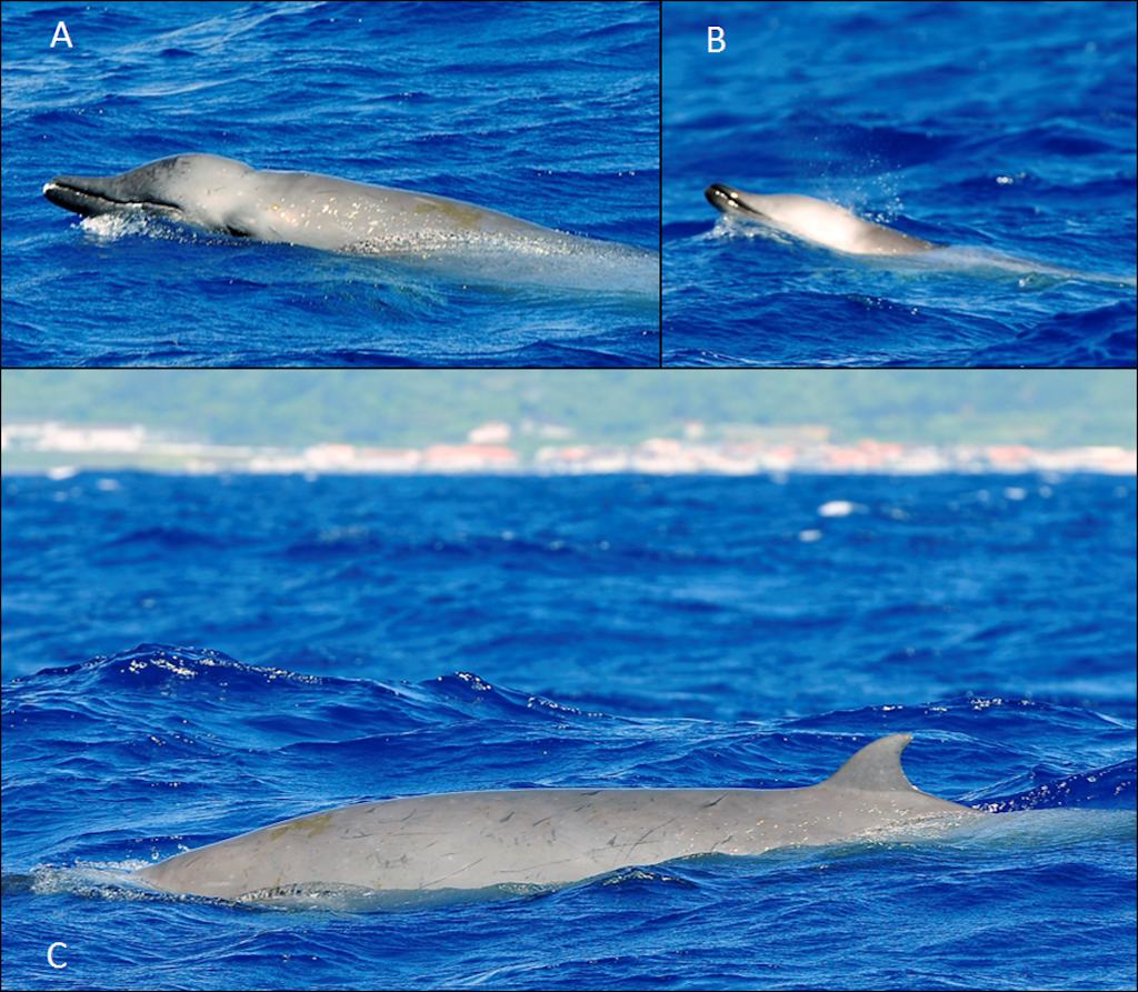 True's Beaked Whale reference