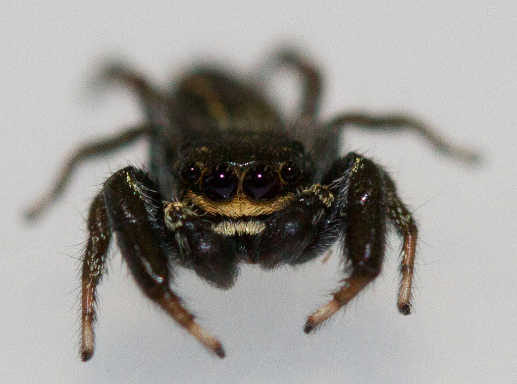 Ribbon Jumping Spider reference