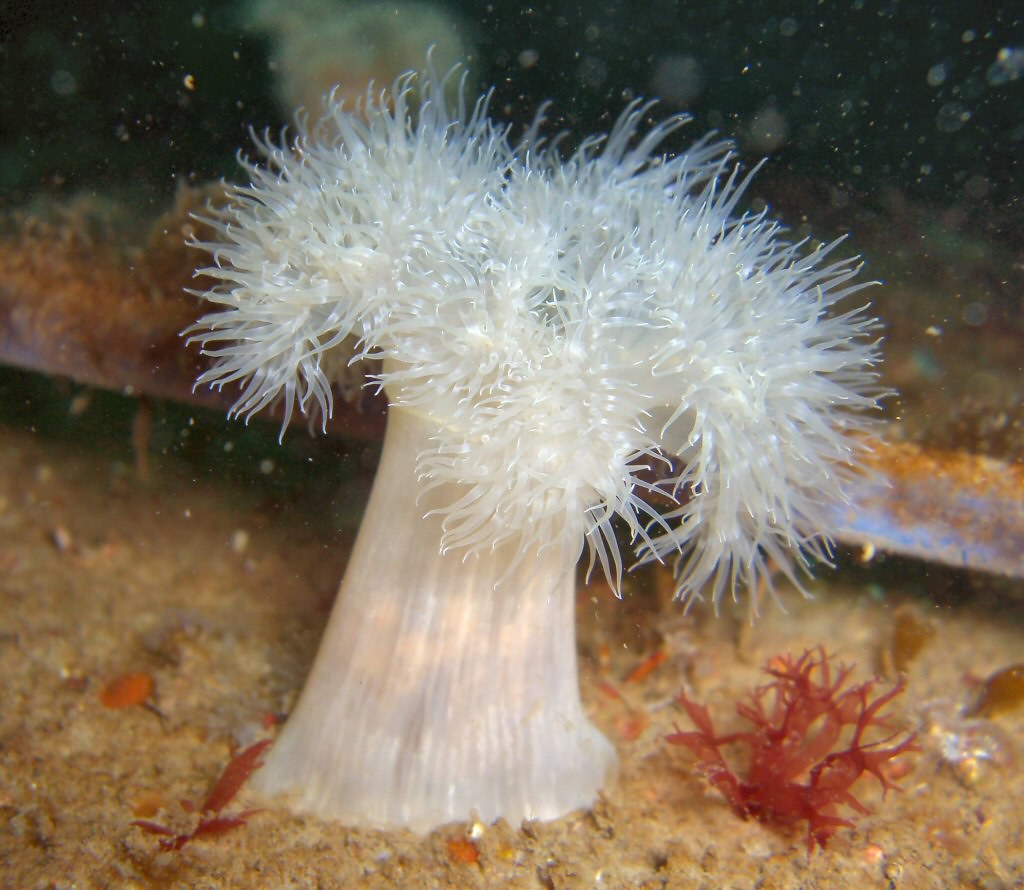 Plumose Anemone reference