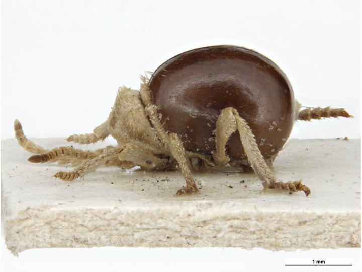 Black Spider Beetle reference
