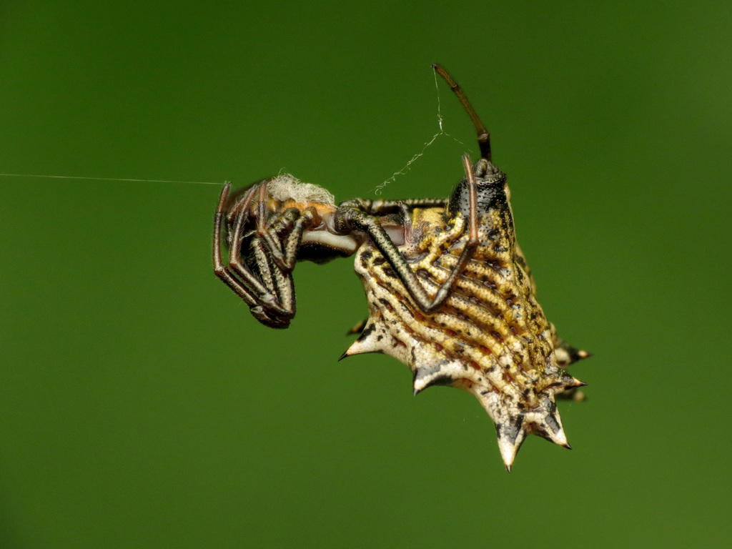 Spined Micrathena reference
