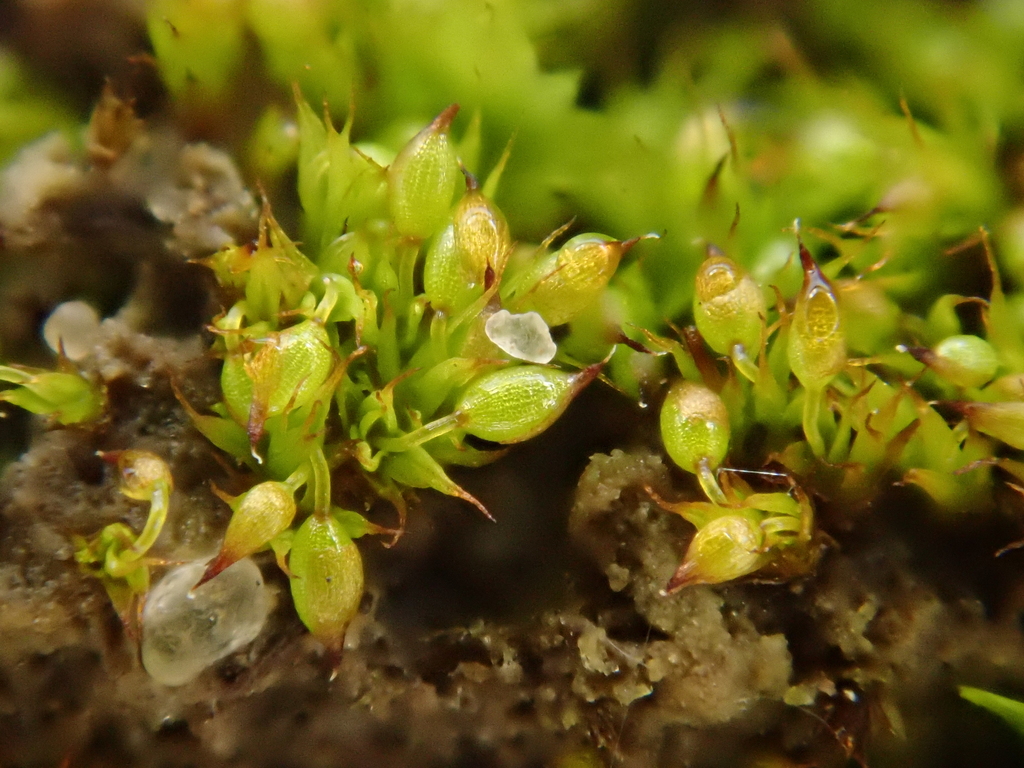 Swan-necked Earth-moss reference