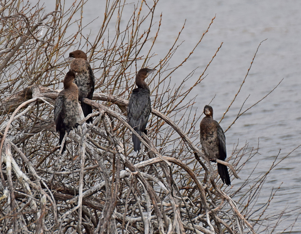 Pygmy Cormorant reference