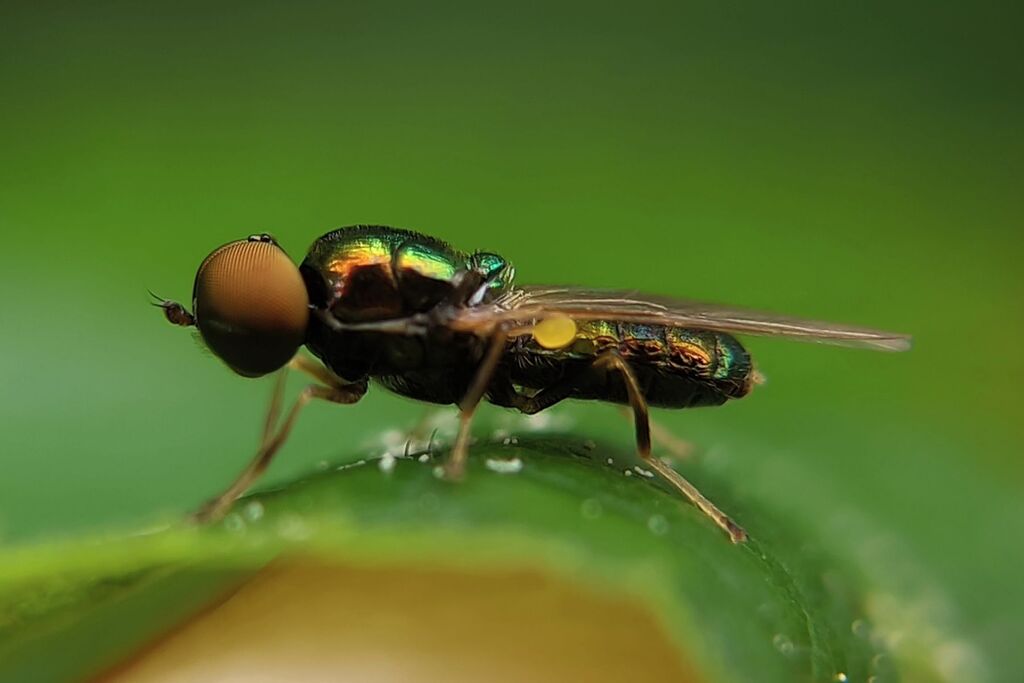 Green Gem Fly reference