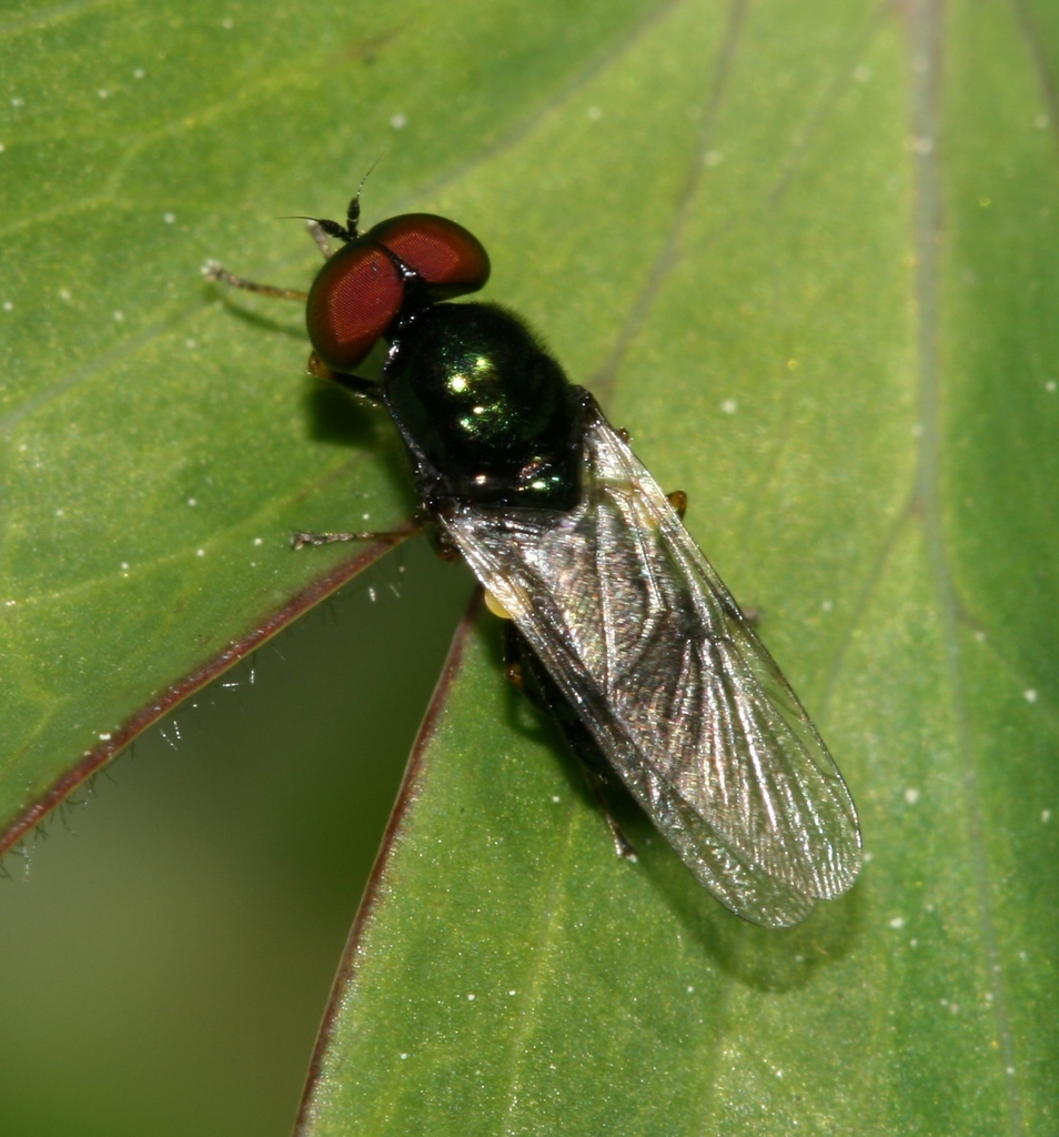 Black-horned Gem Fly reference