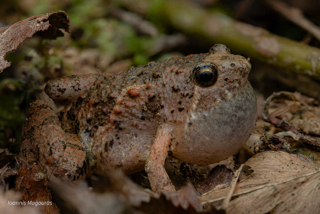 Tubercled Pygmy Frog reference