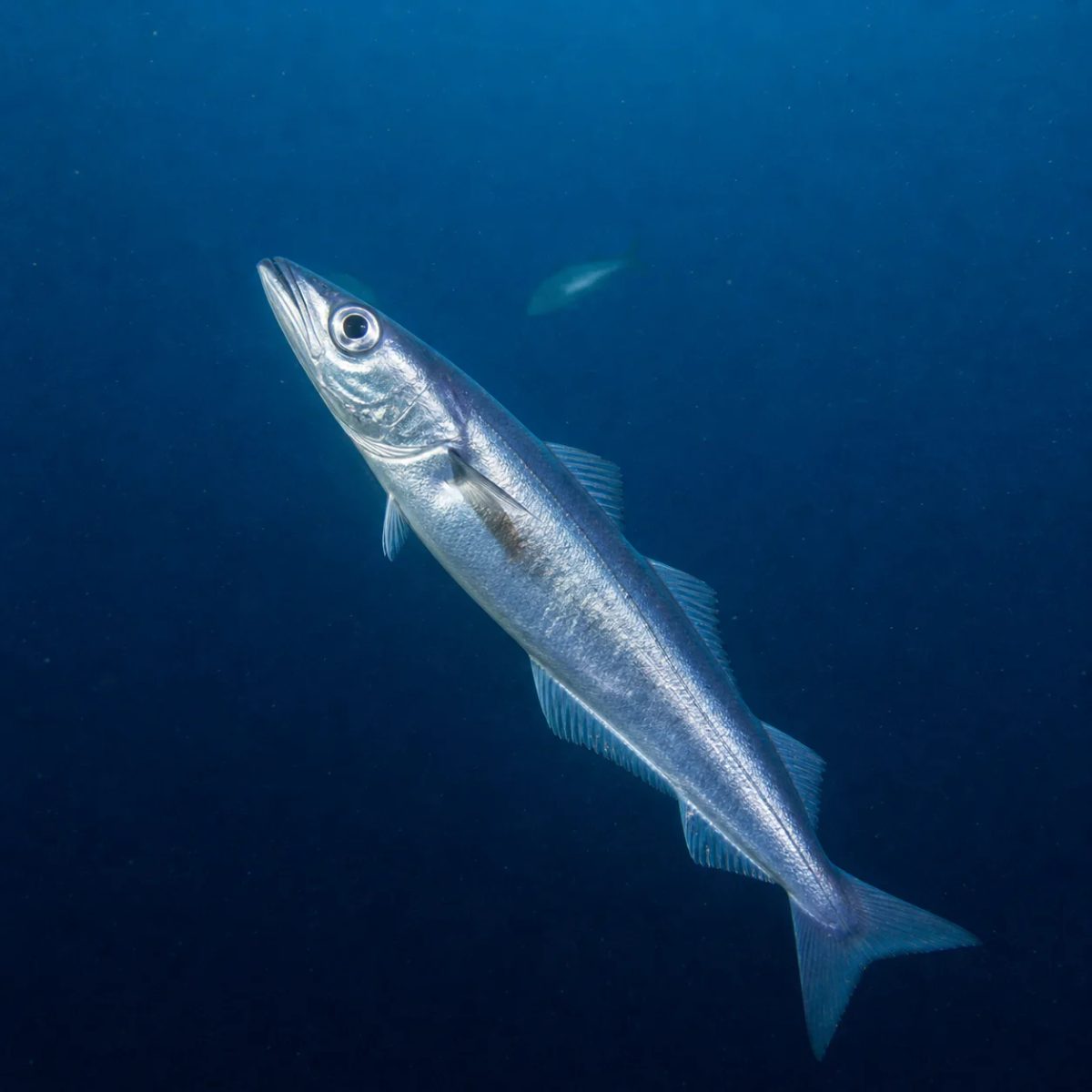 Blue Whiting reference