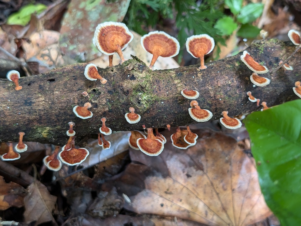 Cone Bracket Fungus reference